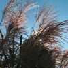 Miscanthus Early Hybrids